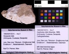 Foto (Objekt + Etiketten) von Galatheites zitteli (Moericke, 1889) (NHMW-GEO-1990-0041-0315)